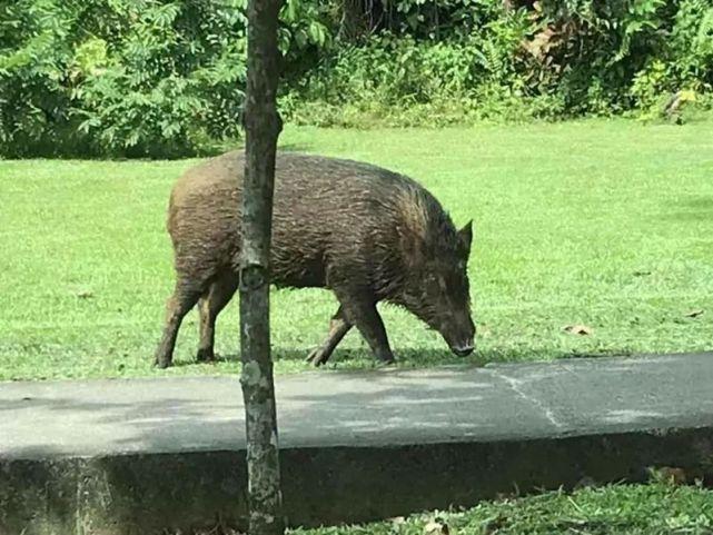 三伏天去哪旅游最适宜「南京 野猪」 辉煌卫浴