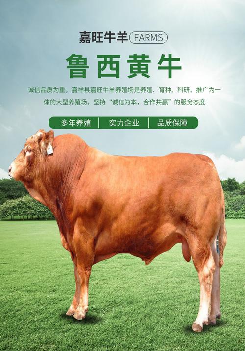 中国最好的肉牛品种有哪些「黄牛原价卖票」 申鹭达卫浴